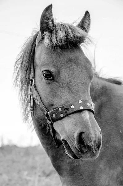 Liten kropp, grekiska, Skyrian häst — Stockfoto