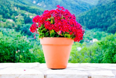 Plastik kap taş güzel kırmızı çiçekli duvar agains yapılan