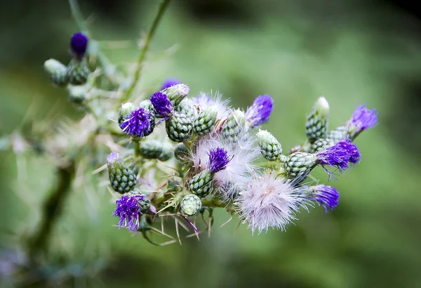 Primer Plano Hermosa Flor Planta Púrpura Salvaje Sobre Fondo Borroso — Foto de Stock