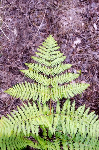 Feuille d'arbre tombé sur le sol ressemble à un arbre de Noël — Photo