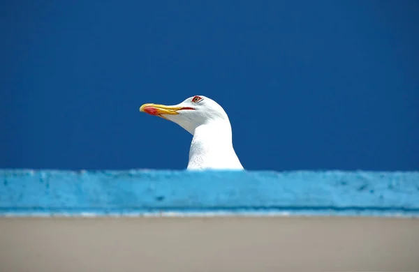 Tête Mouette Sur Toit Sur Ciel Bleu Clair Comme Fond — Photo