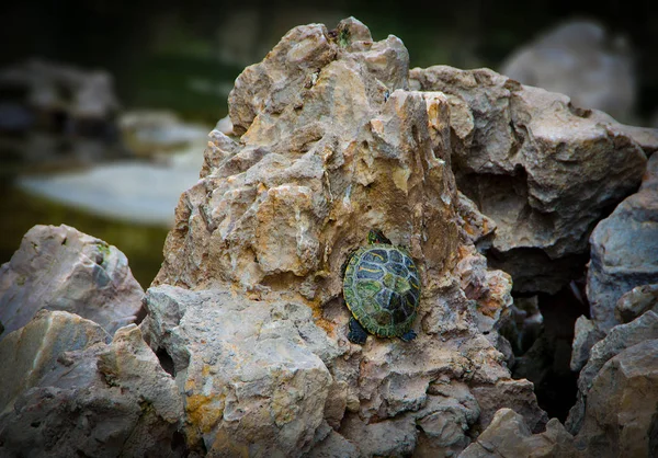 Piccola Tartaruga Verde Bambino Che Cerca Arrampicarsi Una Roccia — Foto Stock