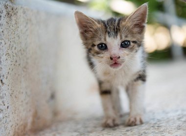 Bir küçük şirin kedi kedi düşük açılı görünüş