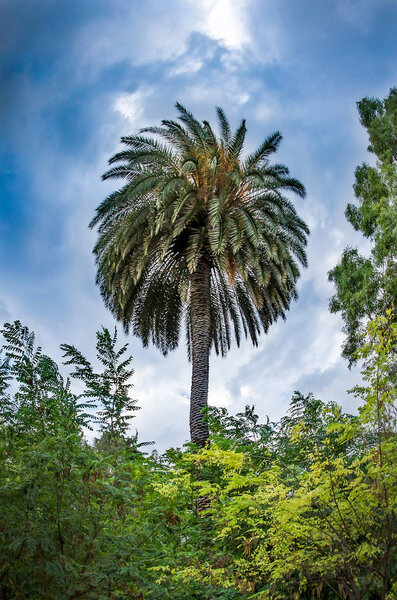 Palm tree under dramatic blue sky