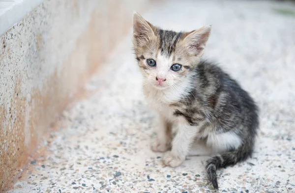 Üzgün küçük gri kedi yavrusu oturma merdivenlerde yalnız 