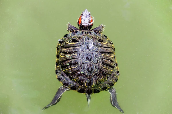 Blick auf eine kleine Schildkröte im grünen Wasser — Stockfoto