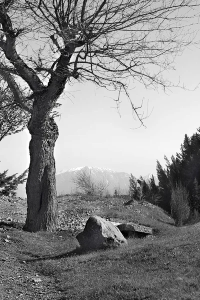 Paysage Arbre Sans Feuilles Sur Montagne Arcadie Grèce Photo Monochrome — Photo