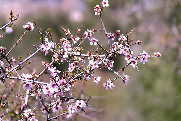 Цвіт мигдалевого дерева. — стокове фото