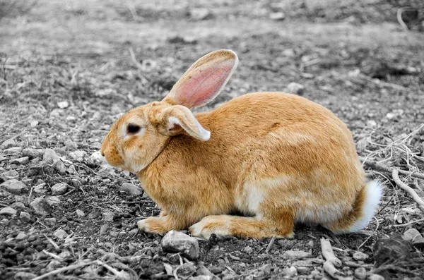 Selectieve kleur dit schattig konijn — Stockfoto