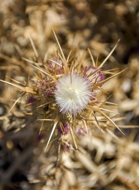 Yaz vahşi bitki spears ile yakın çekim.