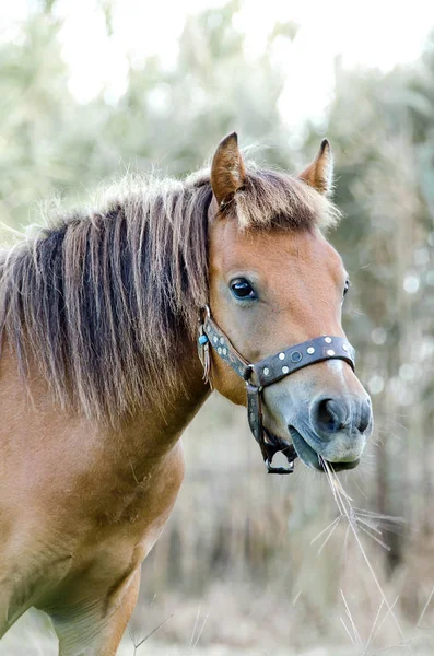 小さな体で ギリシャ Skyrian 世界で最も希少な馬の品種の一つです スキロス島の島 ギリシャ — ストック写真