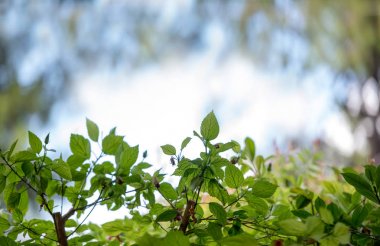 Çerçevelemek--dan taze yeşil yaprakları, arka planı için.