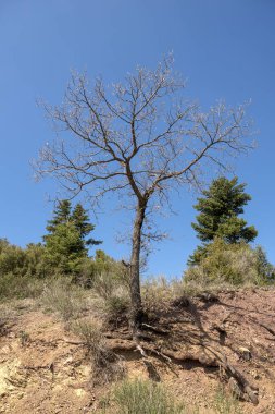 Küçük ağaç olmadan bırakır ve topraktan kökleri.