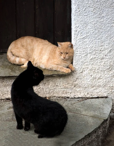 Két Aranyos Macska Játszik Együtt Kültéri Macskák — Stock Fotó