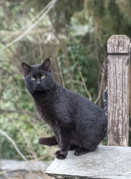 Fekete Macska Állt Nézett Zöld Elmosódott Háttér — Stock Fotó