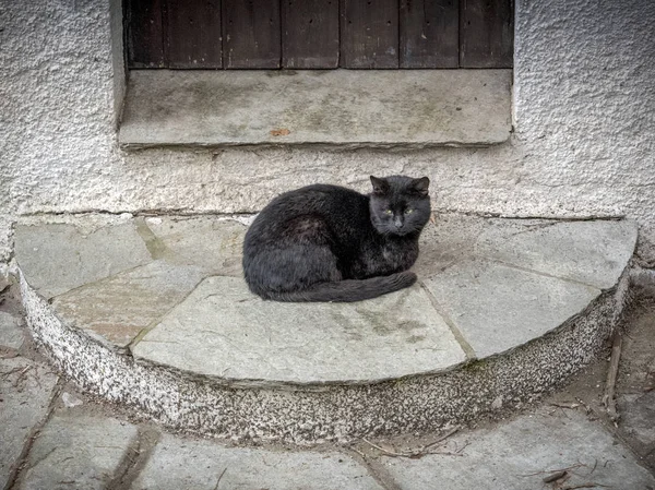 Einsame Schwarze Katze Vor Der Tür Putzige Katzen — Stockfoto