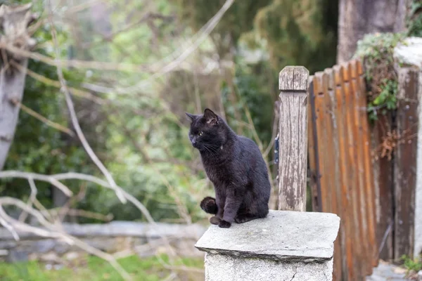 Fekete Macska Álló Kerítés Keres — Stock Fotó