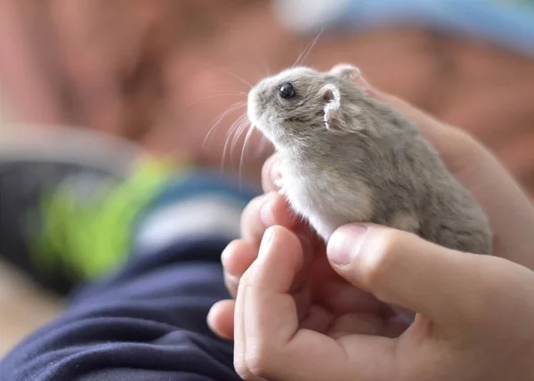 Kid Holding Cute Grey Hamster Children Pets — Stock Photo, Image