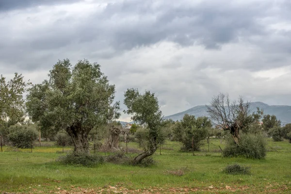 Paysage Méditerranéen Typique Trois Oliviers Dans Une Rangée Quelques Autres — Photo