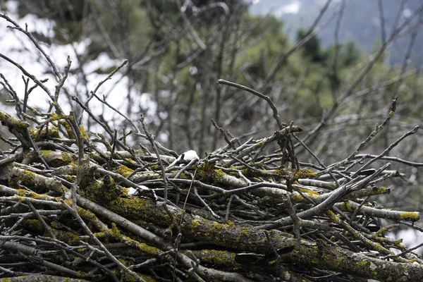 Branches Covered Moss Backgrounds Textures — Stock Photo, Image