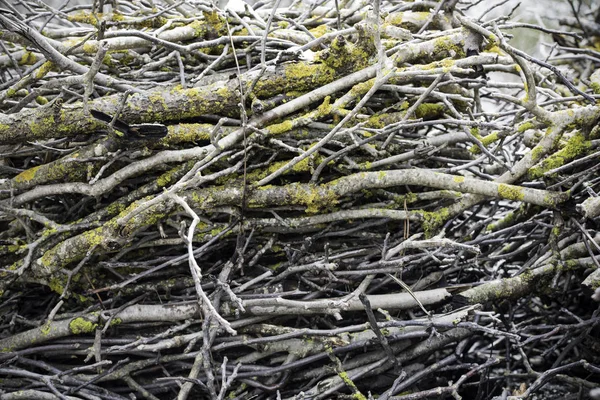 苔で覆われた枝 — ストック写真