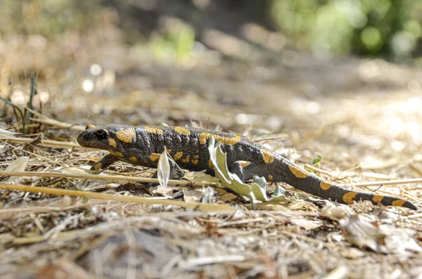 Salamandra Venenosa Linnaeus Werneri Sochurek Gayda — Fotografia de Stock