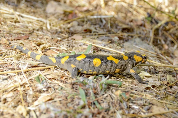 Salamandra Venenosa Linneo Werneri Sochurek Gayda — Foto de Stock