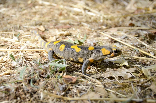 Poisonous Salamandra Linnaeus Werneri Sochurek Gayda — Stock Photo, Image