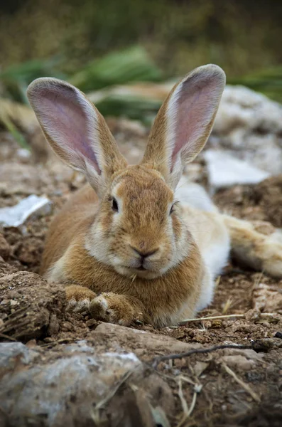 Vista a basso angolo di un coniglio davvero carino e carino con grandi orecchie — Foto Stock