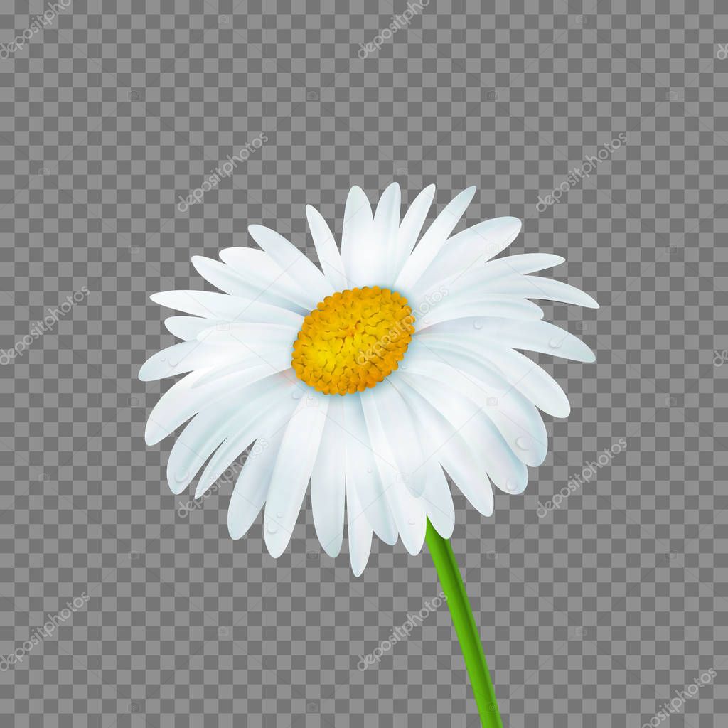 Vector daisy isolated