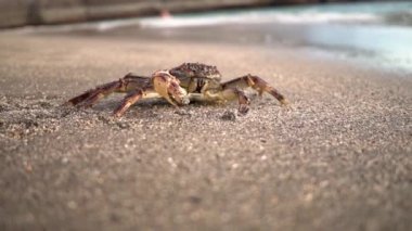 Crab on the beach. Ocean.