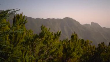 Beautiful forest landscape with mountain range. Tropical forest. Vegetation swaying from the wind.