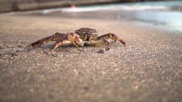 Crab on the beach. Ocean. — ストック動画