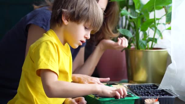 Ragazzo e genitore piantare verdure su terreno nero insieme. Piccolo aiutante . — Video Stock