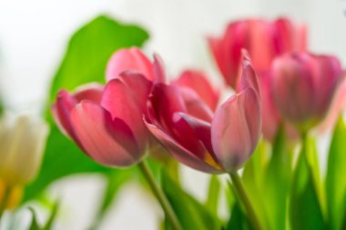 Yeşil yapraklarla çevrili bir buket pembe lale..