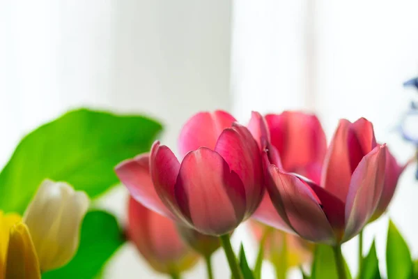 Hermosa composición de tulipanes rosados y amarillos y vegetación . —  Fotos de Stock