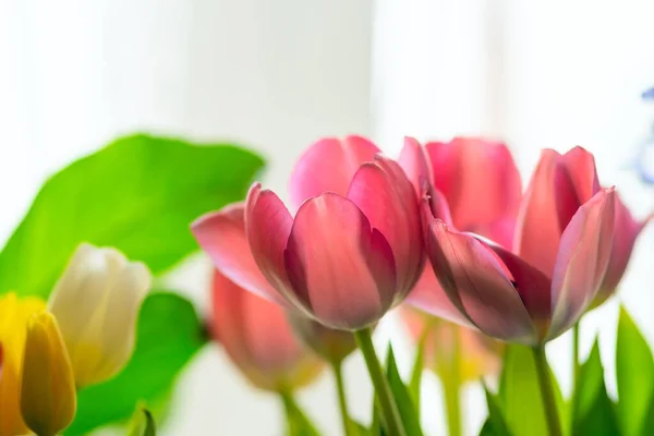 Tulipanes rosados y amarillos con vegetación . —  Fotos de Stock