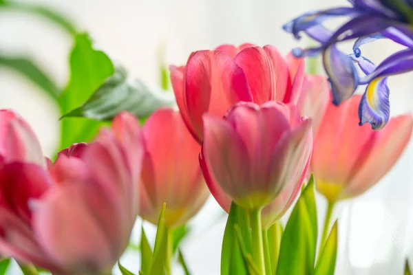 Arreglo floral de primavera. Ramo de tulipanes rosados, iris azules y vegetación —  Fotos de Stock