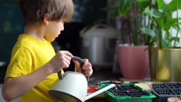 El proceso de preparación para la siembra de semillas. Niño regando plántulas de una regadera — Vídeos de Stock