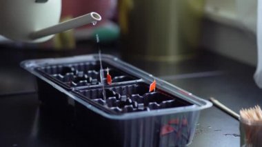 Siyah plastik bir kabın içine tohum ekmeye hazırlanma süreci. Sulama kabından fideleri sulayan kadın..