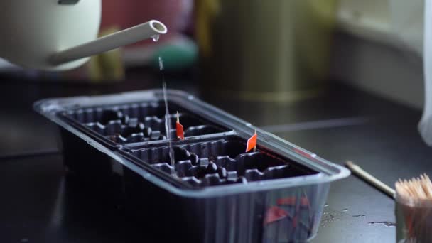 Het proces van voorbereiding voor het planten van zaden in een zwarte plastic container. Vrouw water geven zaailingen uit een gieter. — Stockvideo