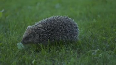 Yeşil çimenlikteki küçük kirpi. Manzarayı kapat. Vahşi yaşam doğa kavramı