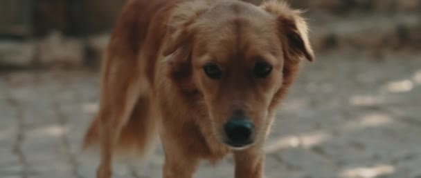 好奇心をそそる黄金の回収犬の近く ラブラドール犬は 晴れた日に公園にいます ハンドヘルド スローモーション Bmpcc 4Kマクロ映像 — ストック動画