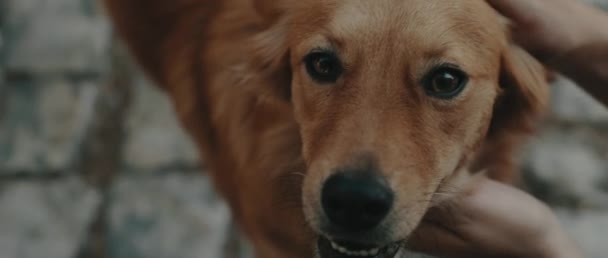 Gros plan d'une personne caressant un chien golden retriever, tout en regardant la caméra, heureux visage souriant avec des yeux bruns. Handheld, slow motion, images macro BMPCC 4K 
