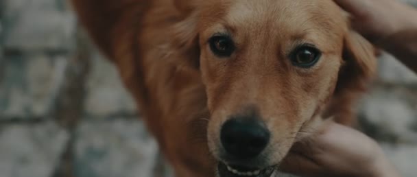 Zbliżenie Osoby Głaskającej Psa Golden Retrievera Patrząc Kamerę Szczęśliwa Uśmiechnięta — Wideo stockowe