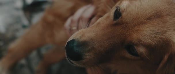 Extremo Close Uma Pessoa Acariciando Cão Golden Retriever Rosto Feliz — Vídeo de Stock