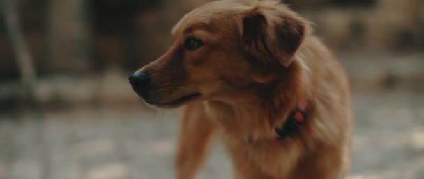 Gros plan d'un curieux golden retriever - chien labrador, dans un parc par une journée ensoleillée. Handheld, slow motion, images macro BMPCC 4K 