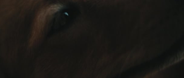 Extrémní Detail Člověka Který Hladí Zlatého Retrívra Šťastnou Tvář Hnědýma — Stock video