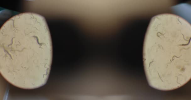 顕微鏡下の微生物のコロニー Cenorhabditis Elegans ペトリ皿に移動 マクロショット Bmpcc 生化学 医薬品 — ストック動画
