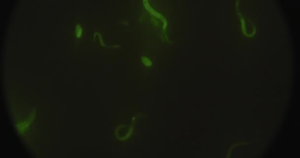高亮的绿色微生物 在显微镜下的线虫 在培养皿中移动 宏观拍摄 Bmpcc 生物化学 — 图库视频影像